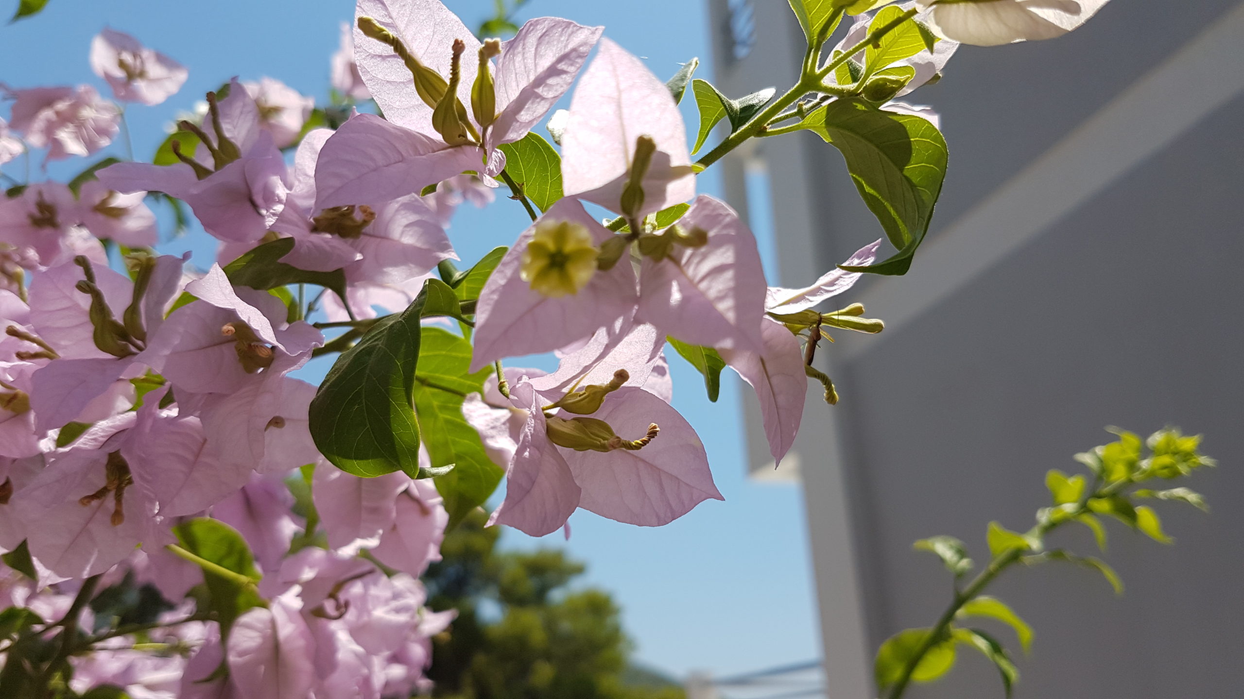 Bougainvillea