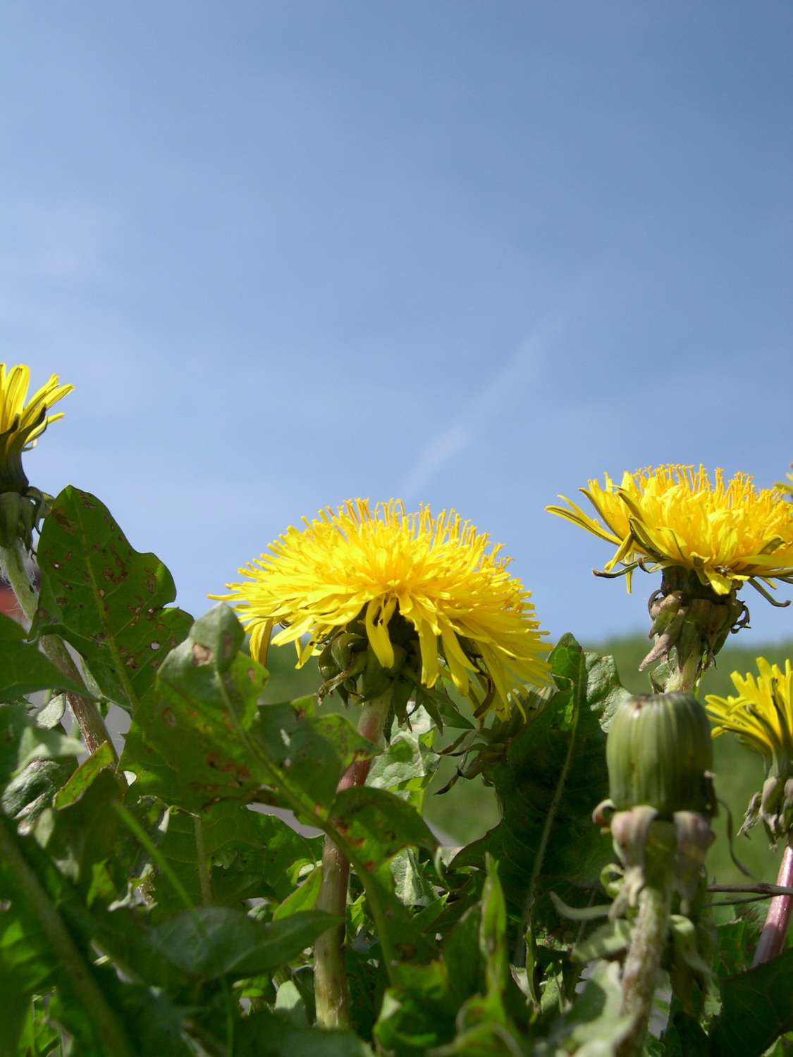 Taraxacum officinale aggr.