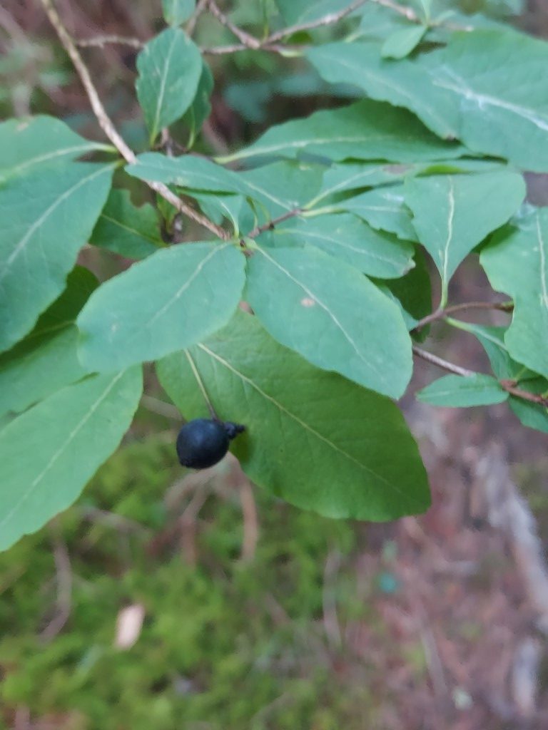 Lonicera nigra L.