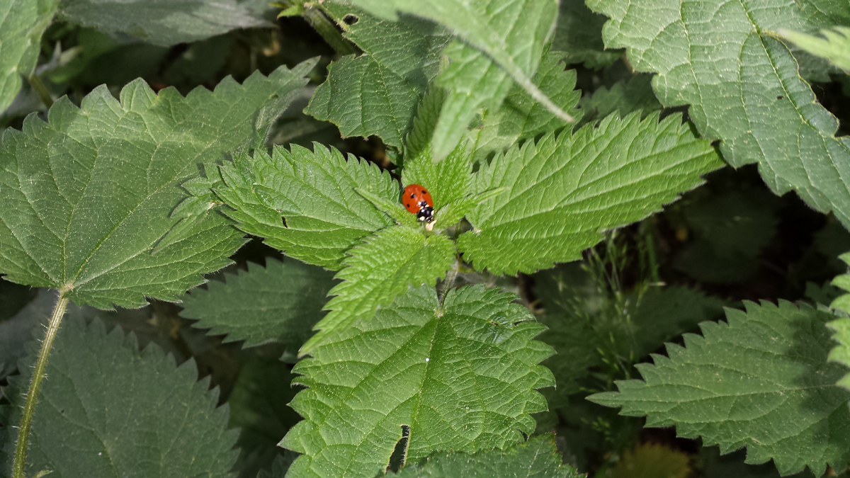 Urtica dioica L.