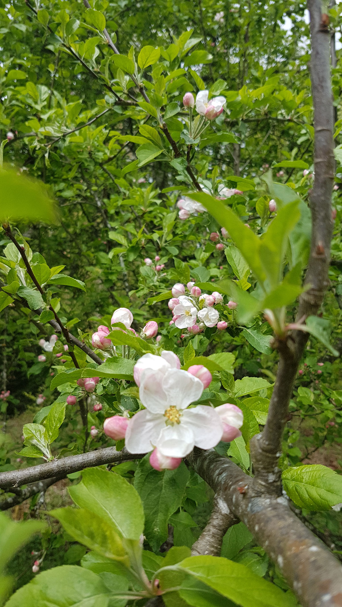 Malus sylvestris (L.) Mill.