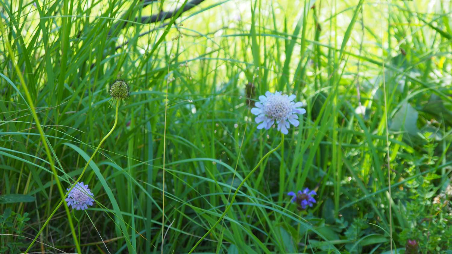 Knautia arvensis (L.) Coult.