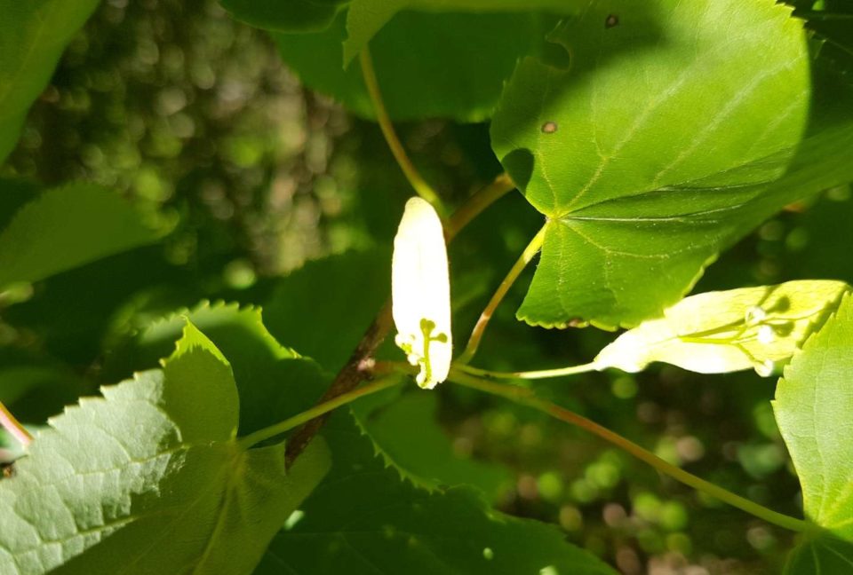 Jeune fleur de tilleul