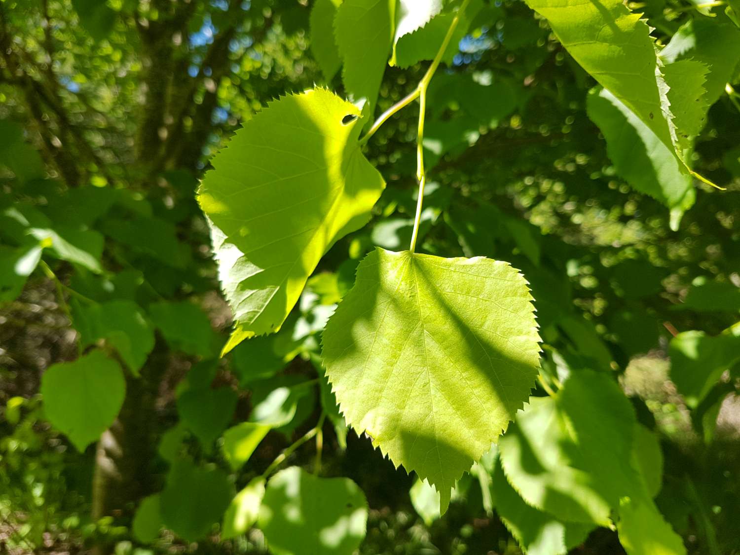 Tilia sp.