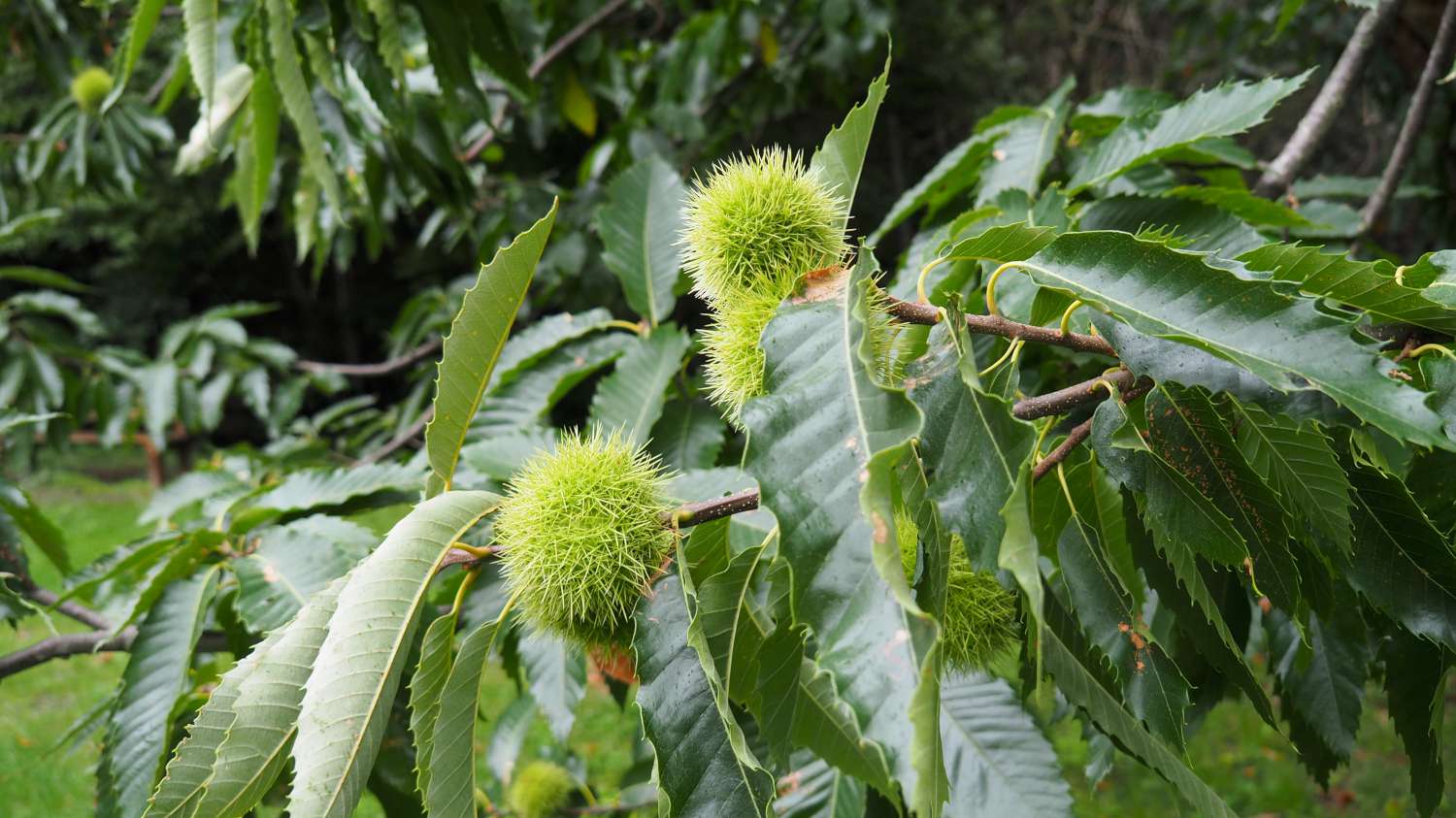 Castanea