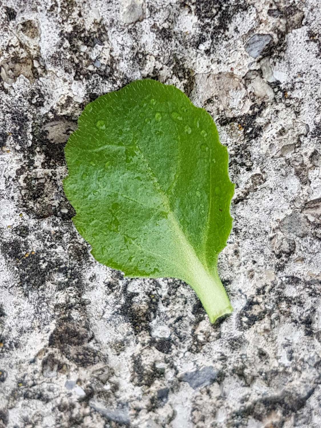 Feuille de pâquerette