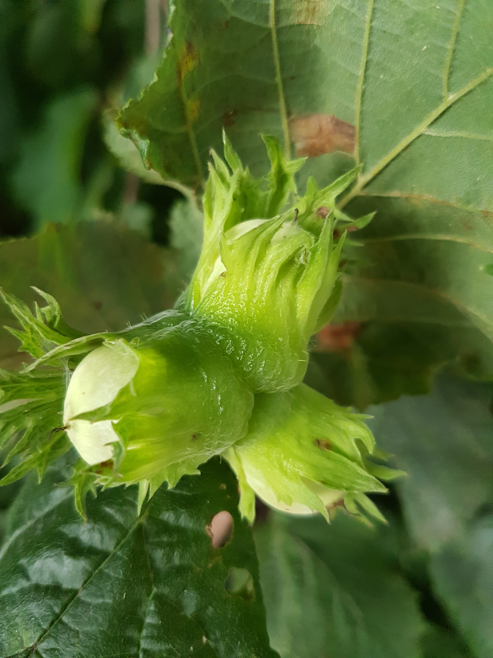 Corylus avellana L.