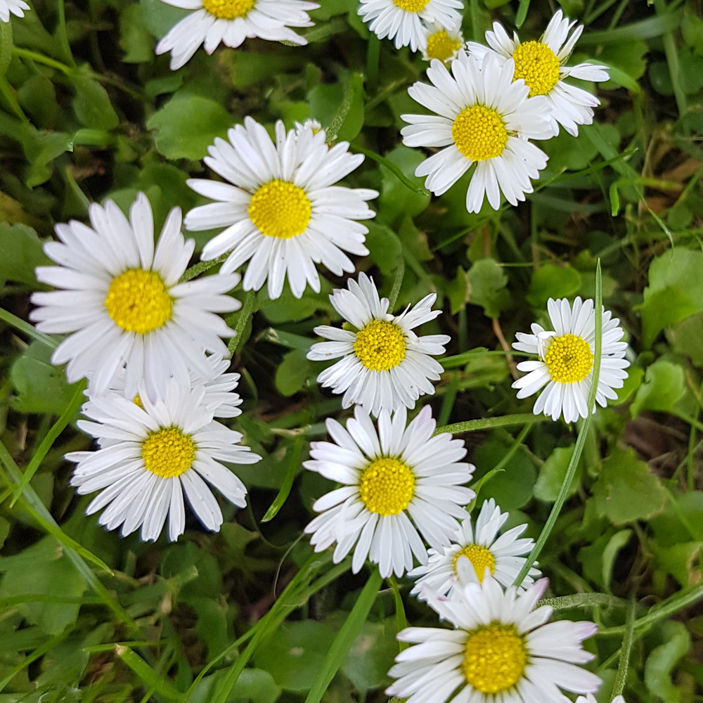 Bellis perennis