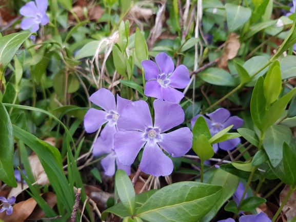 Vinca minor L.