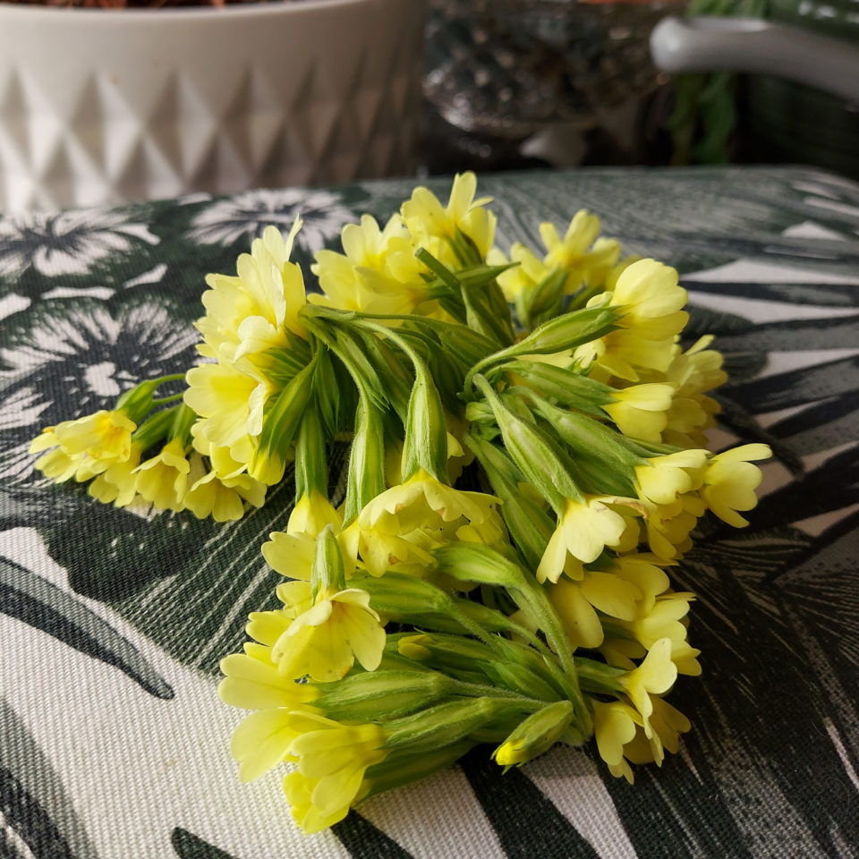 Récolte des fleurs pour la préparation d'infusions