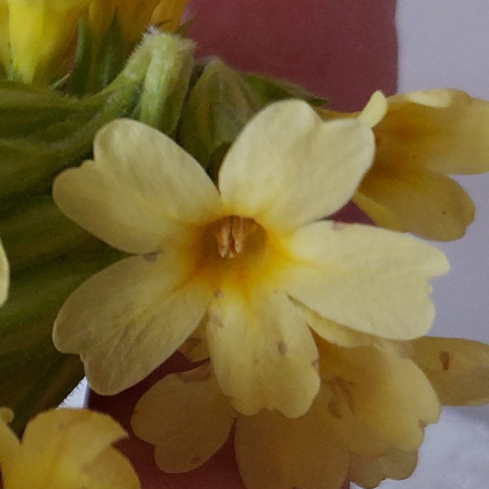La corolle est de couleur jaune pâle, l'intérieur est jaune vif