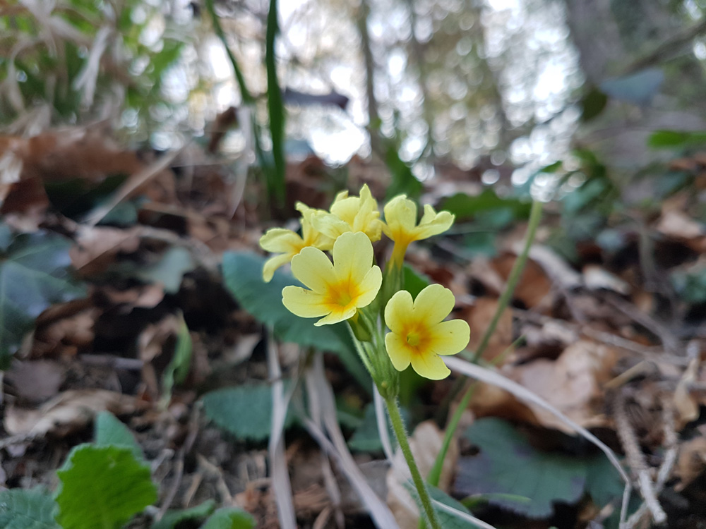 Primula elatior (L.) L.
