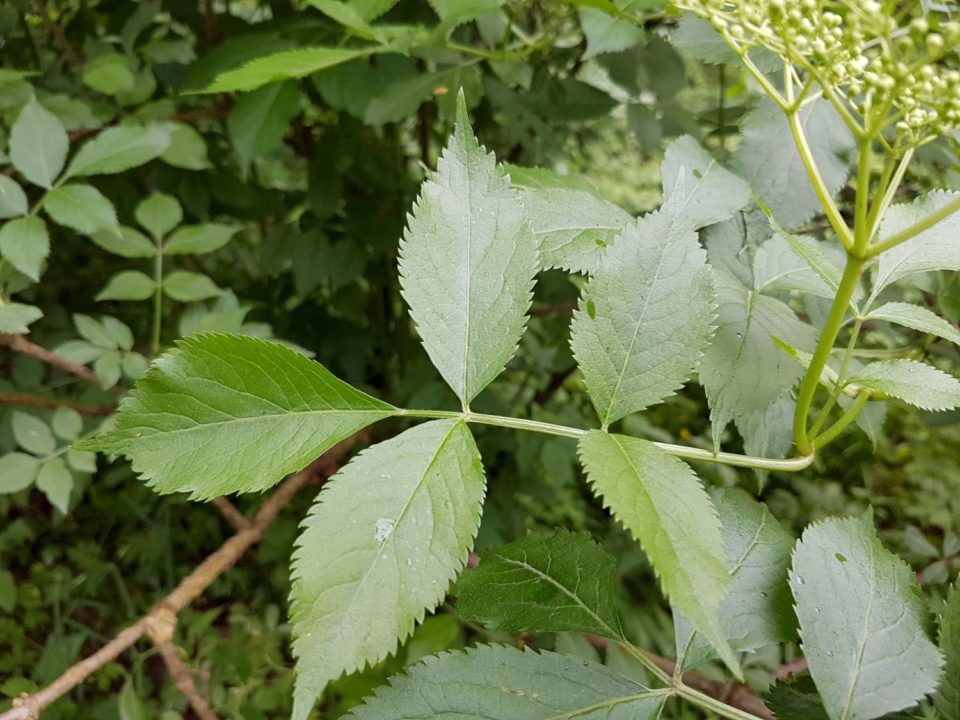 feuilles de sureau