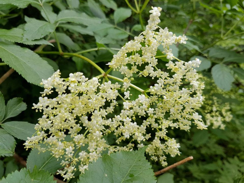 fleurs de sureau en ombelles