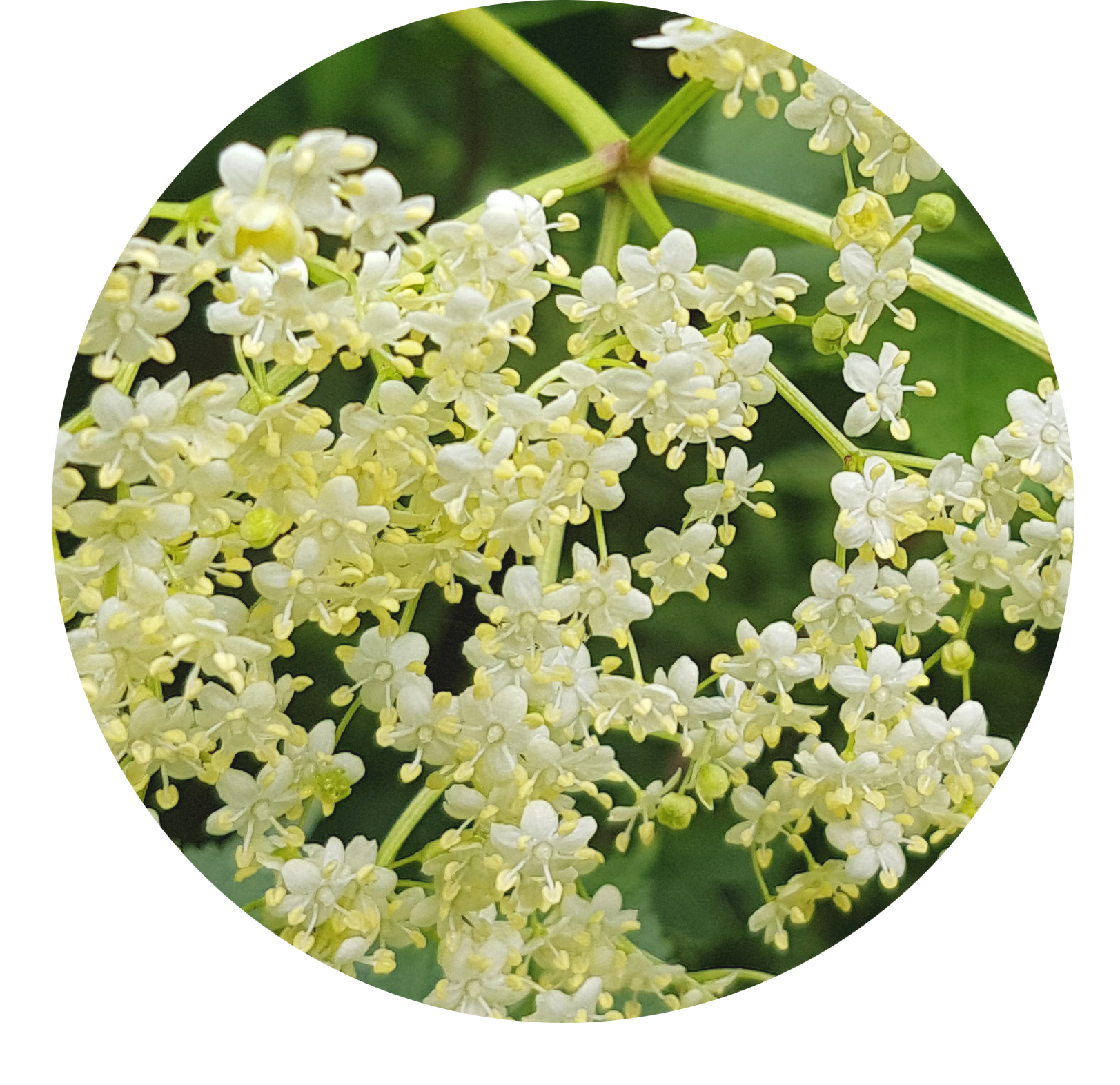 Sambucus nigra L.