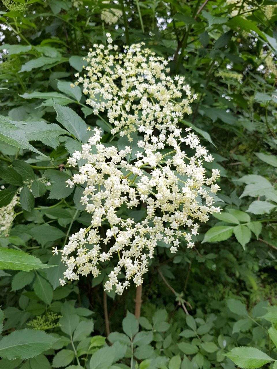 fleurs de sureau en ombelles