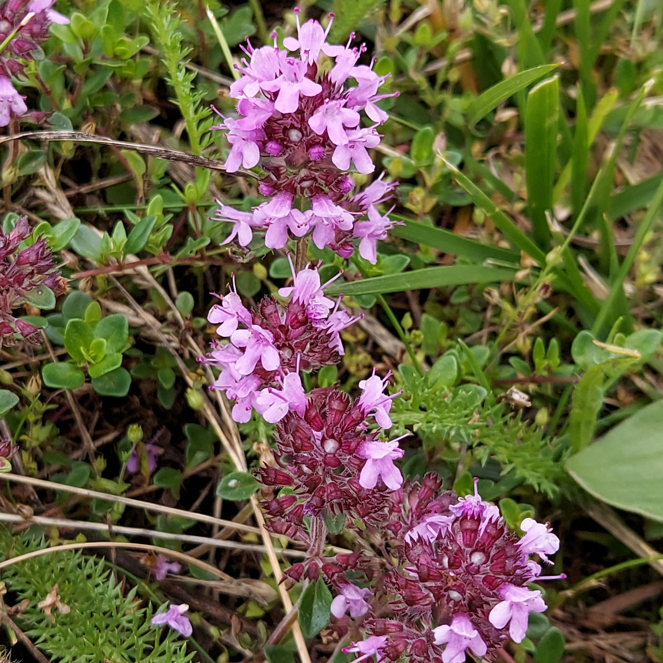 Thymus serpyllum aggr.
