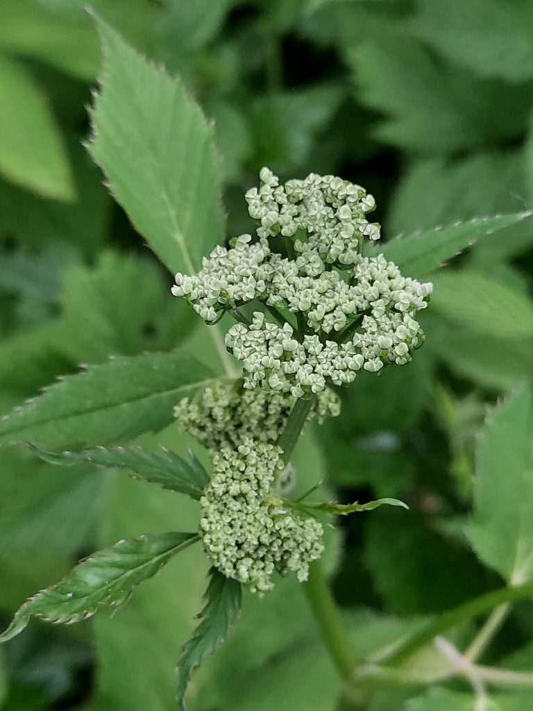Aegopodium podagraria L.