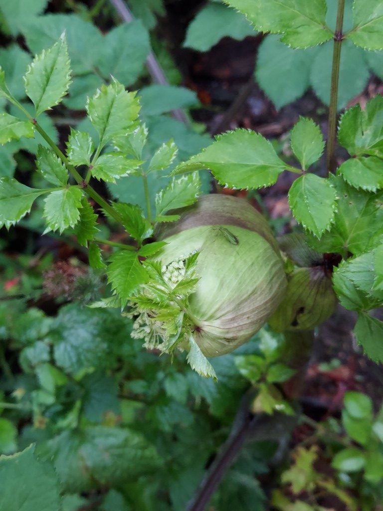 Angelica sylvestris