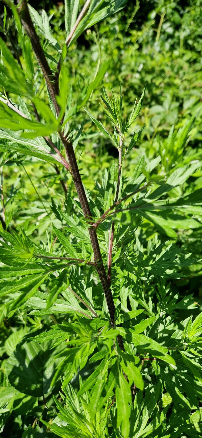 Artemisia vulgaris