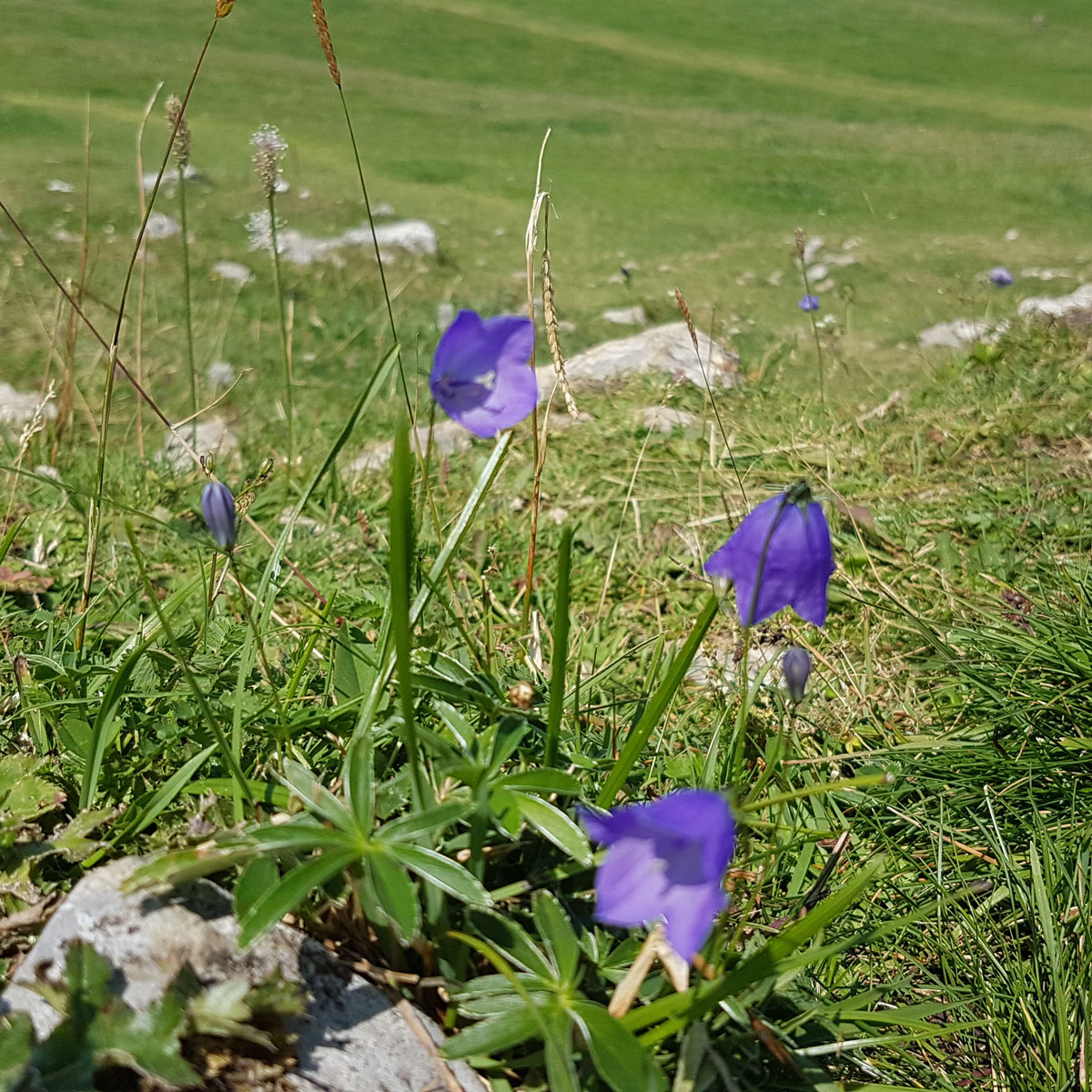 Campanula scheuchzeri
