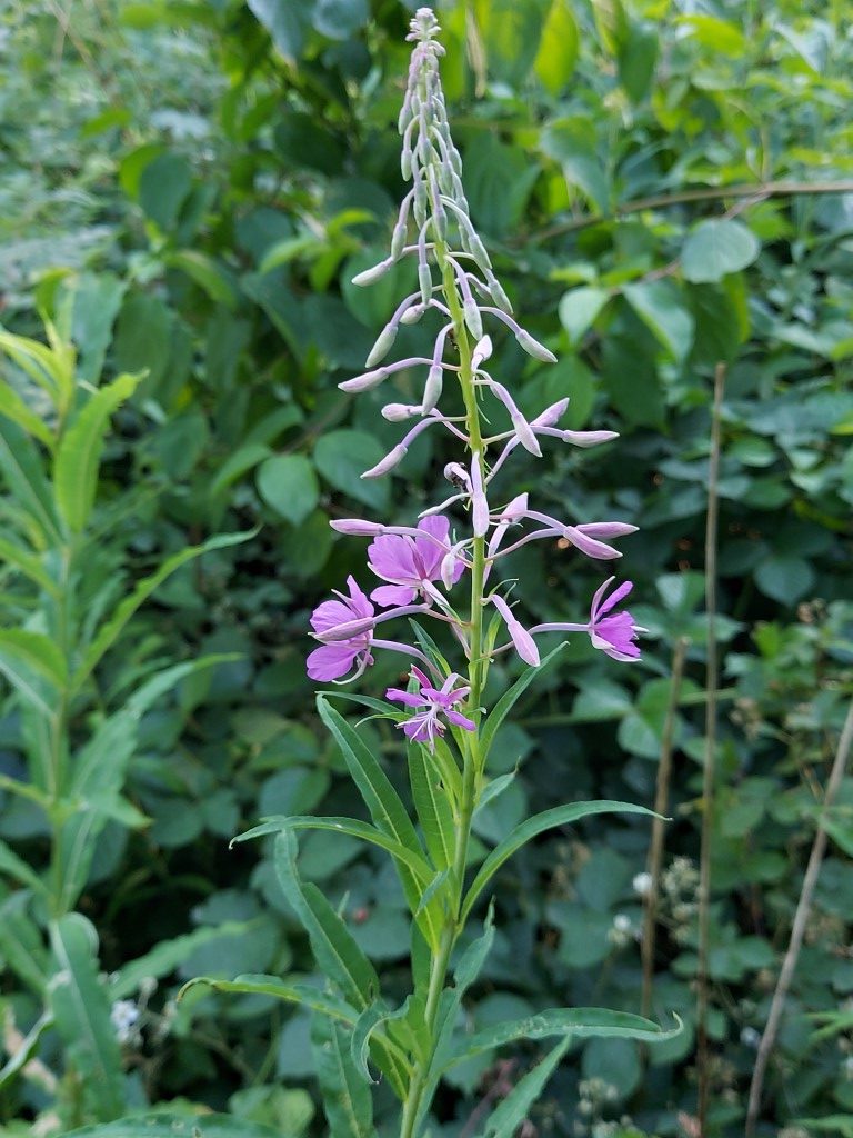 Epilobium angustifolium L.