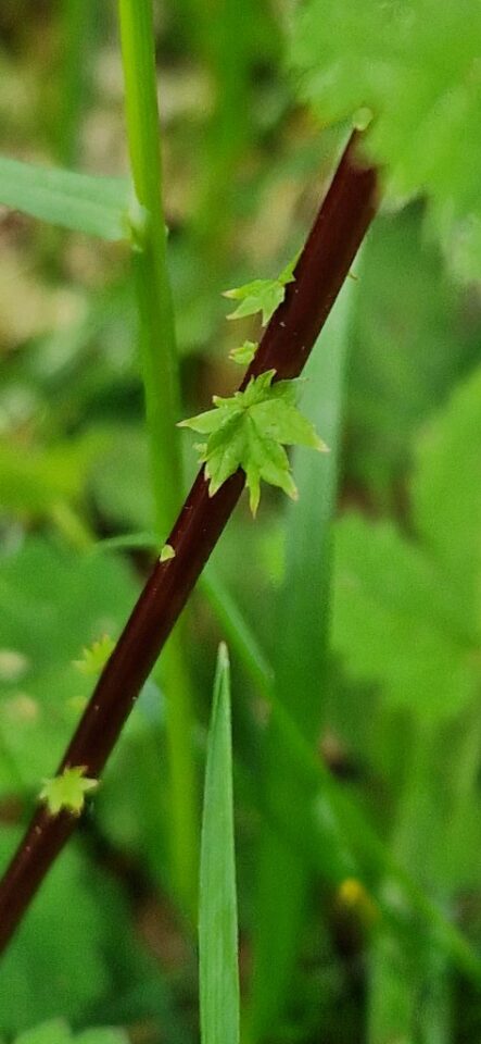 Filipendula ulmaria
