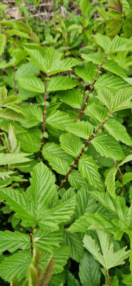 Jeunes plants de reine-des-prés fin avril