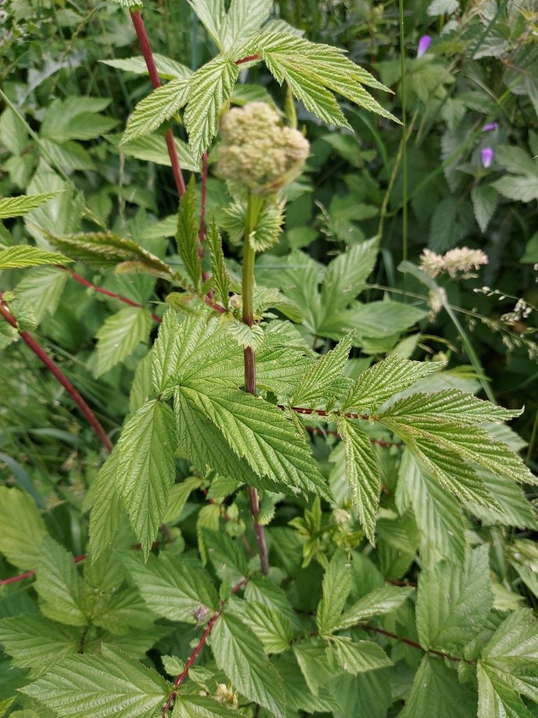 Filipendula ulmaria (L.) Maxim.