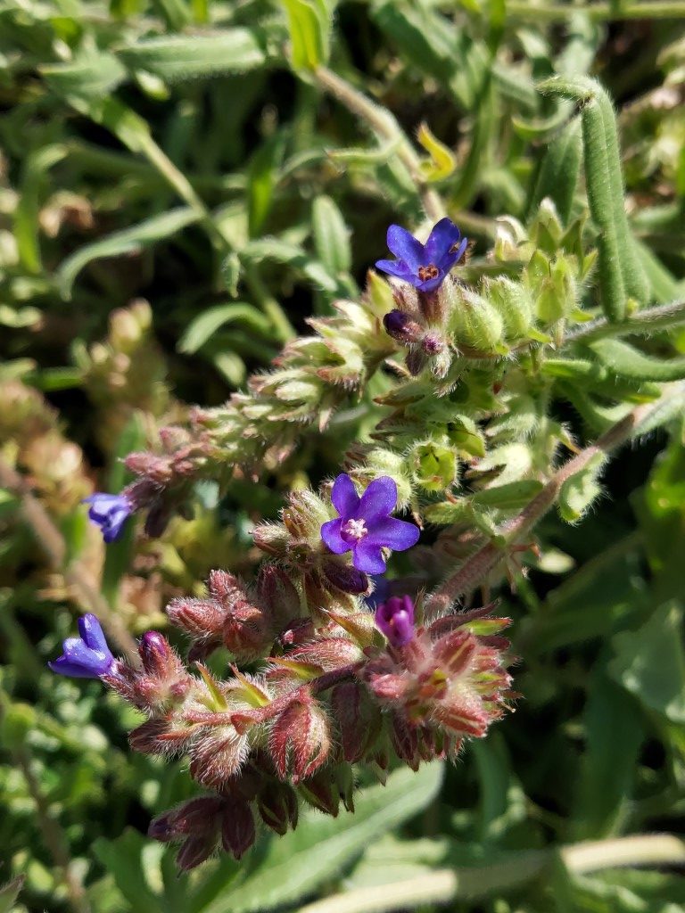 Pulmonaria officinalis L.