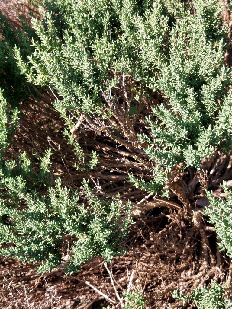 Thymus vulgaris L.