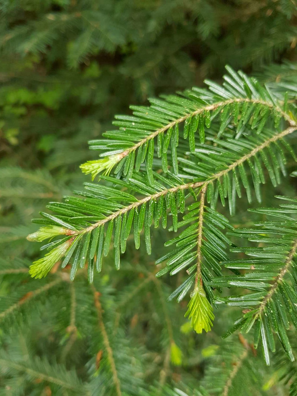 Abies alba Mill.