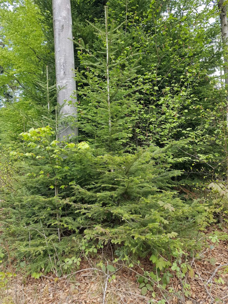 abies alba