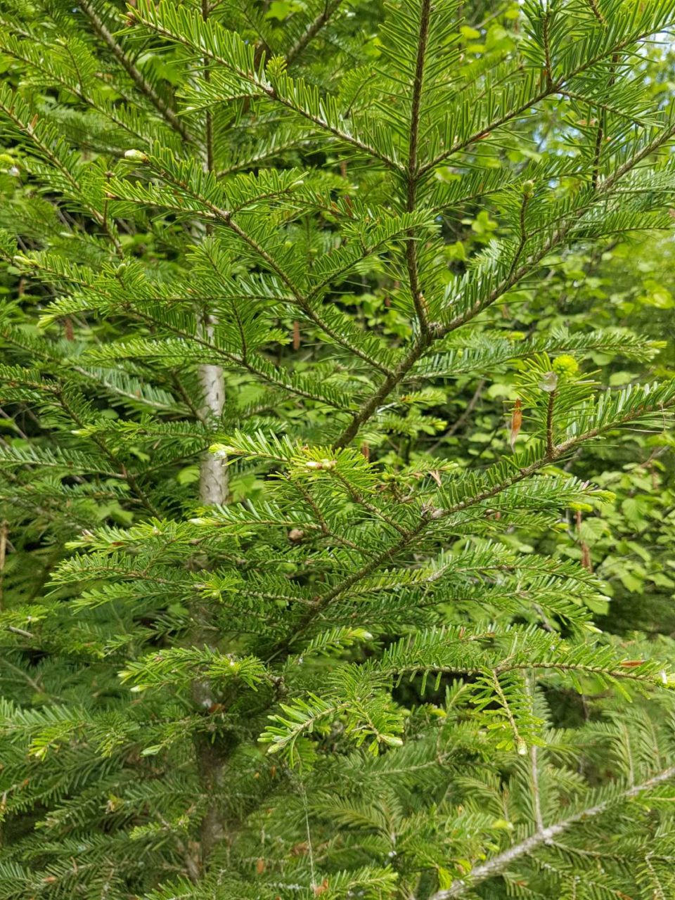 abies alba