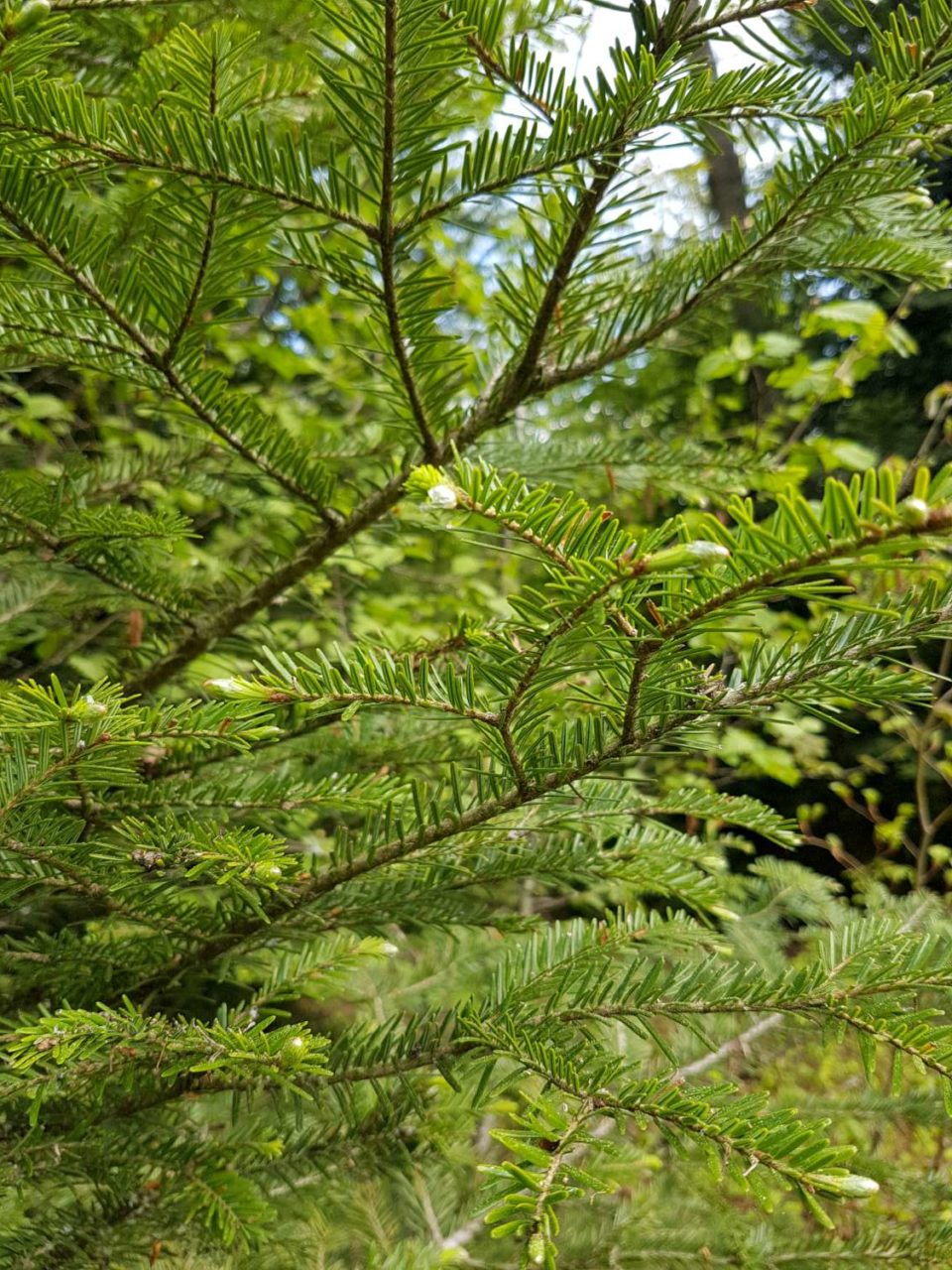 abies alba