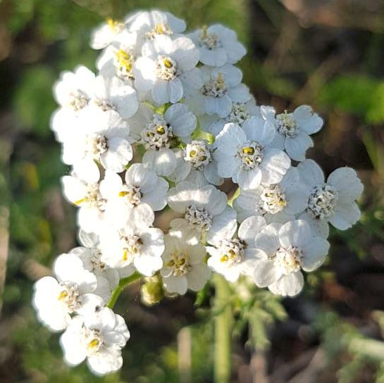 Achillea millefolium L.