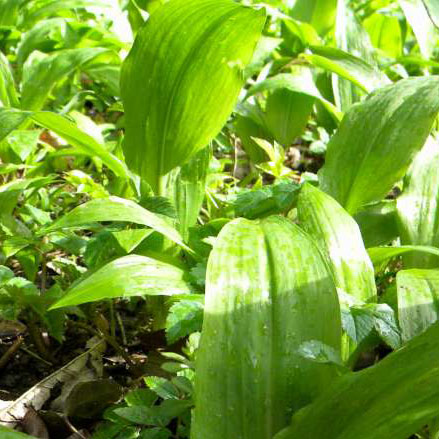 Allium ursinum