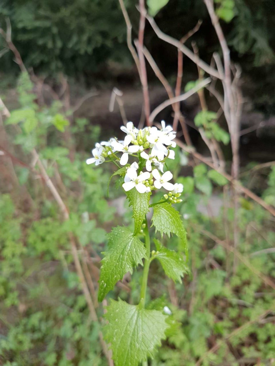 petites fleurs blanches à quatre pétales