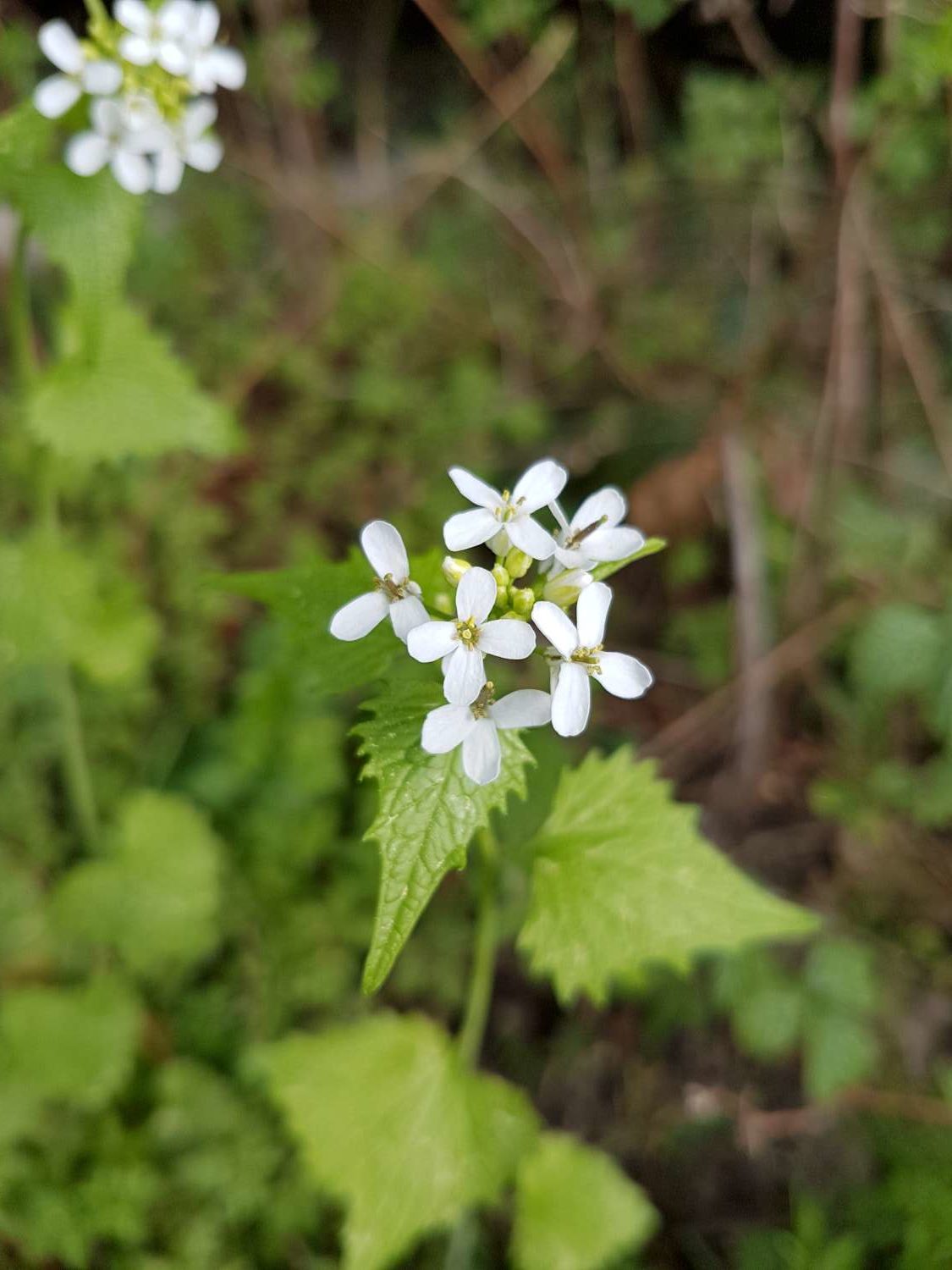 Alliaria petiolata (M. Bieb.) Cavara & Grande