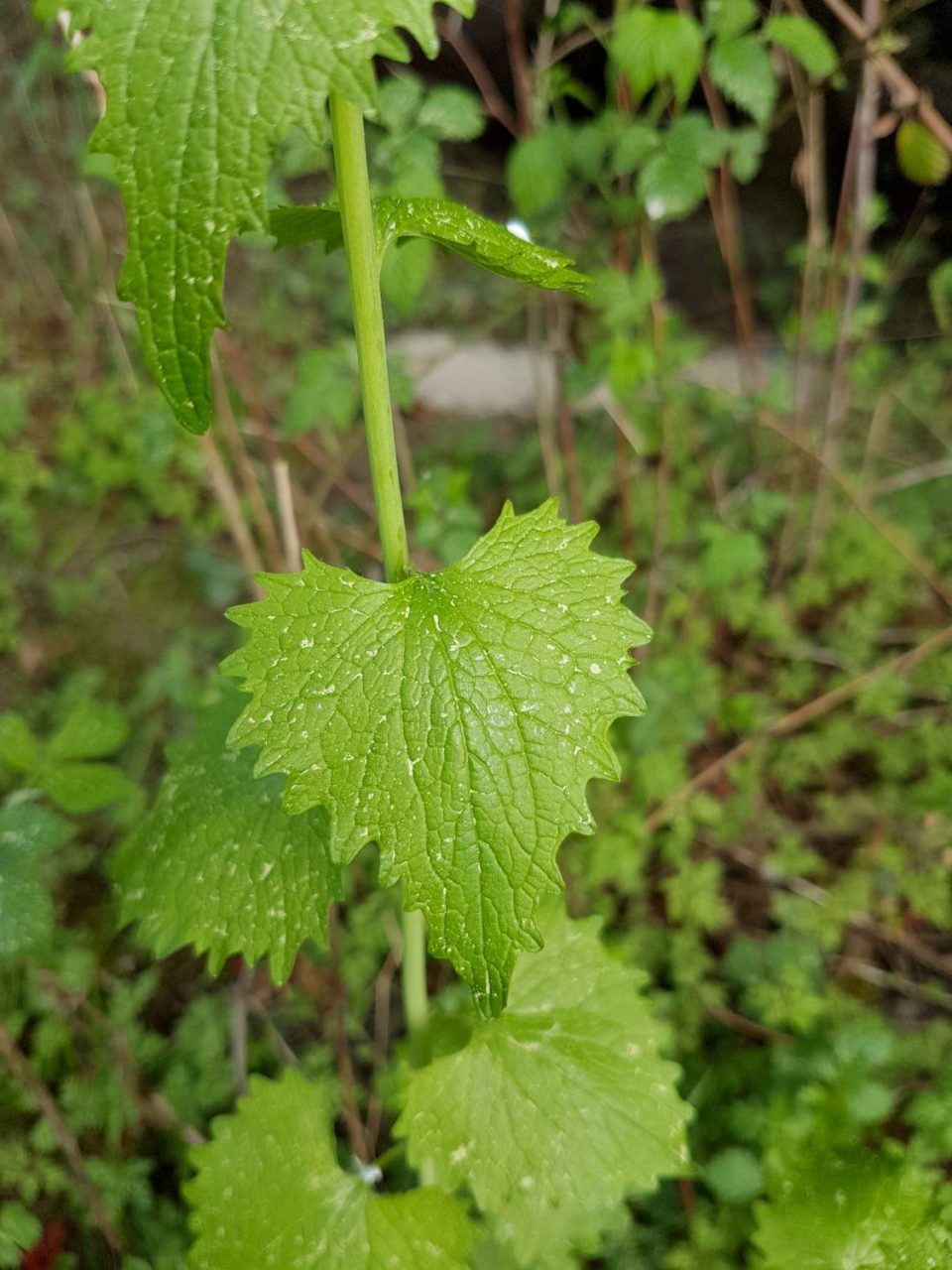 alliaire officinale
