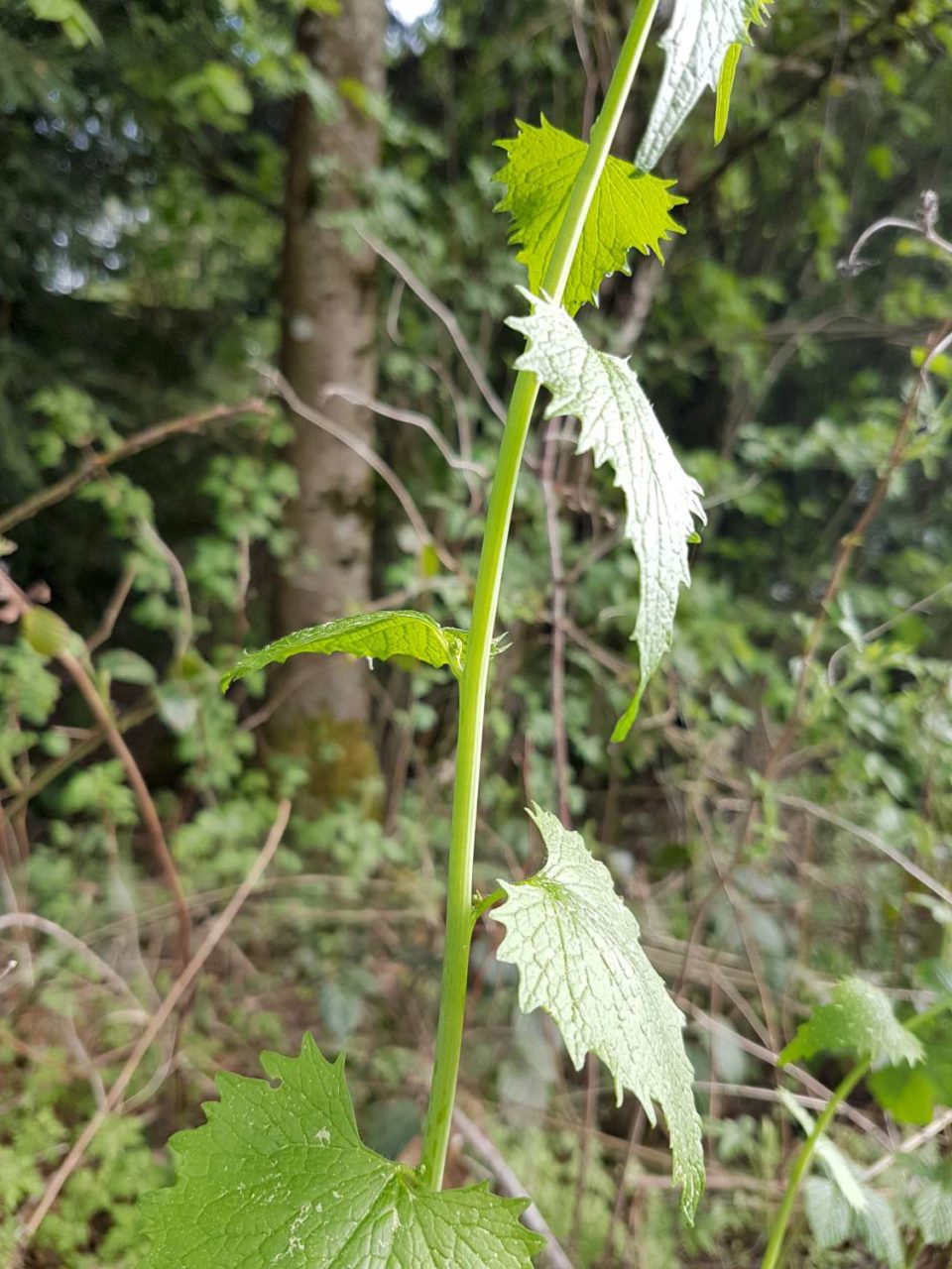 alliaire officinale