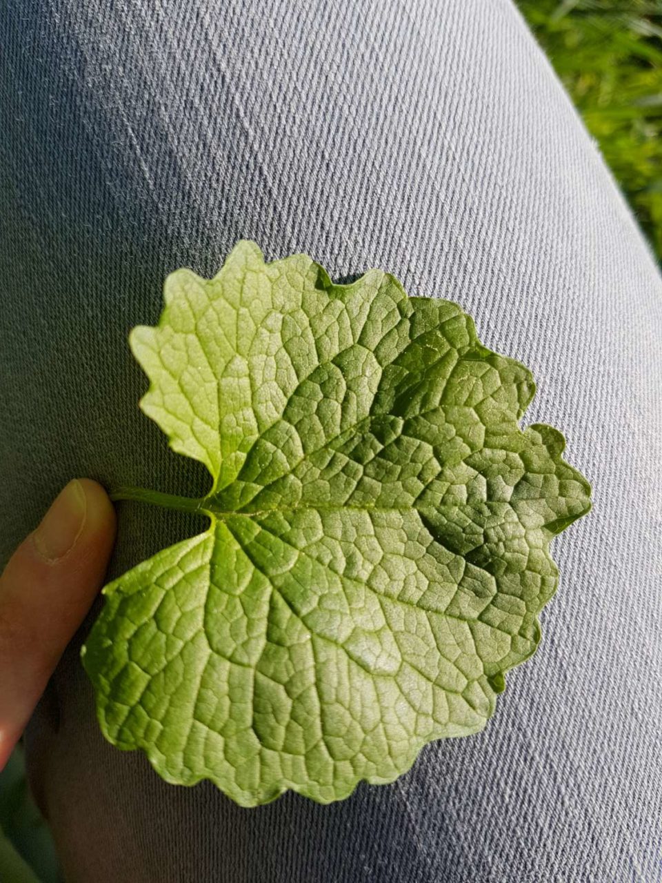 Les feuilles basales sont plus larges et arrondies