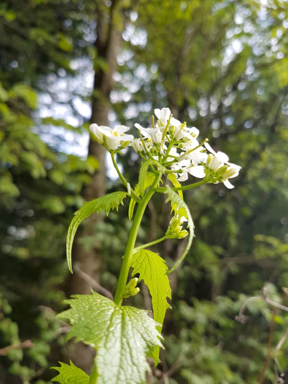 alliaire officinale