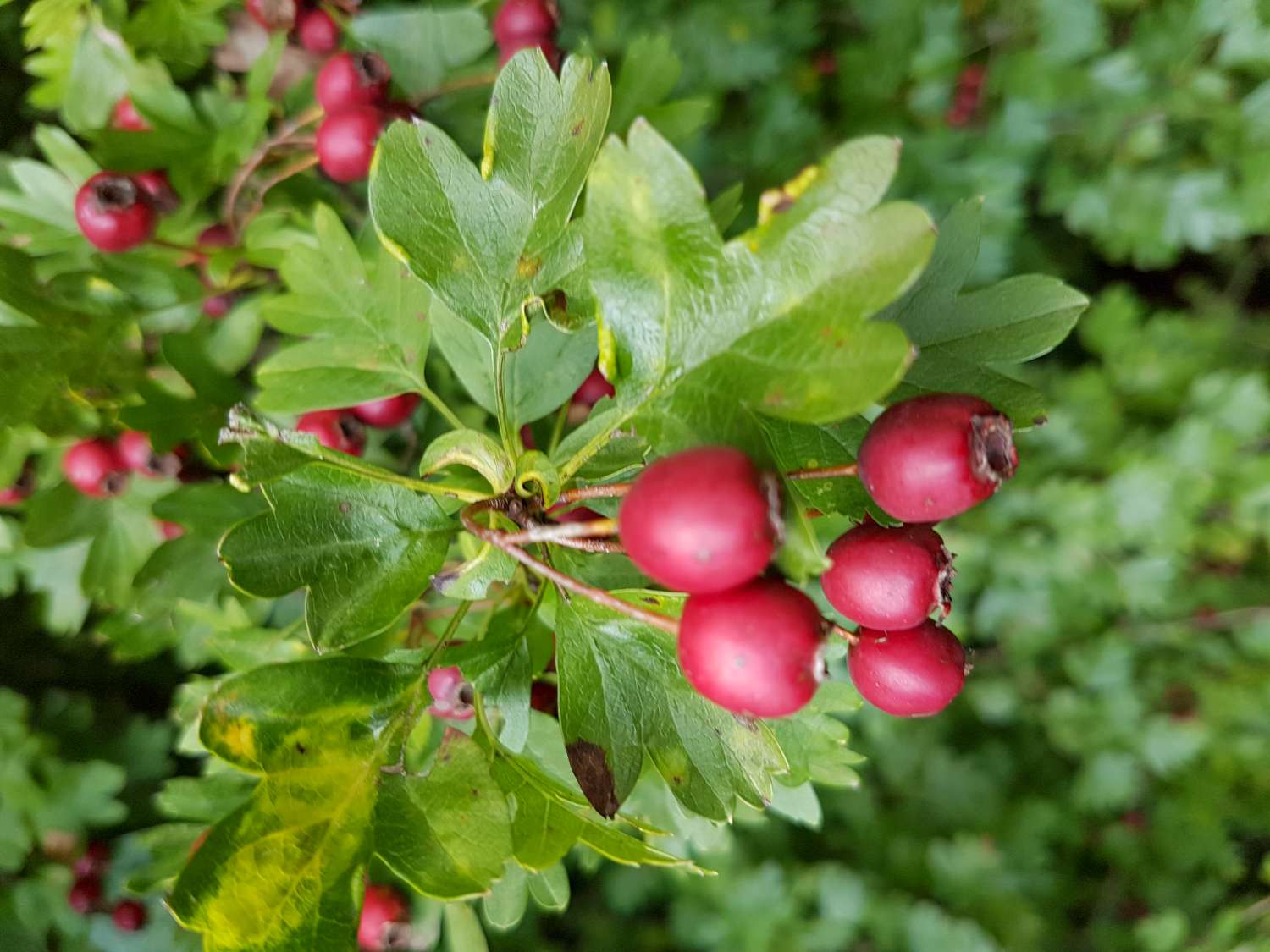 Crataegus monogyna Jacq.