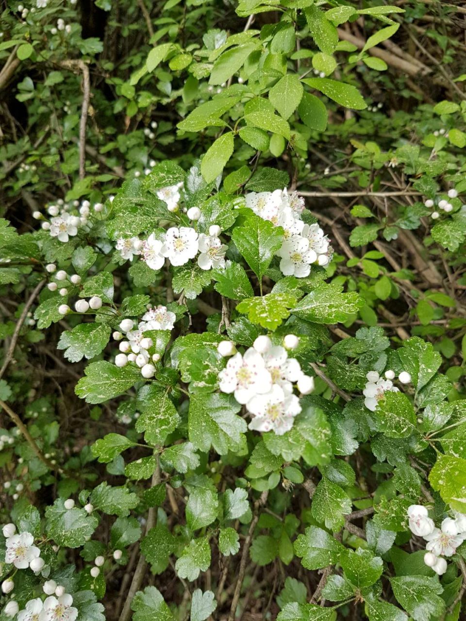 aubépine à deux styles