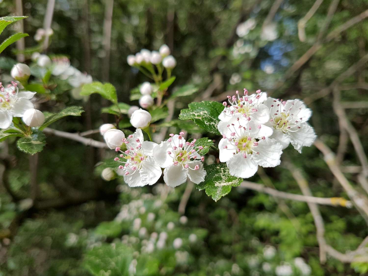 Crataegus laevigata (Poir.) DC.