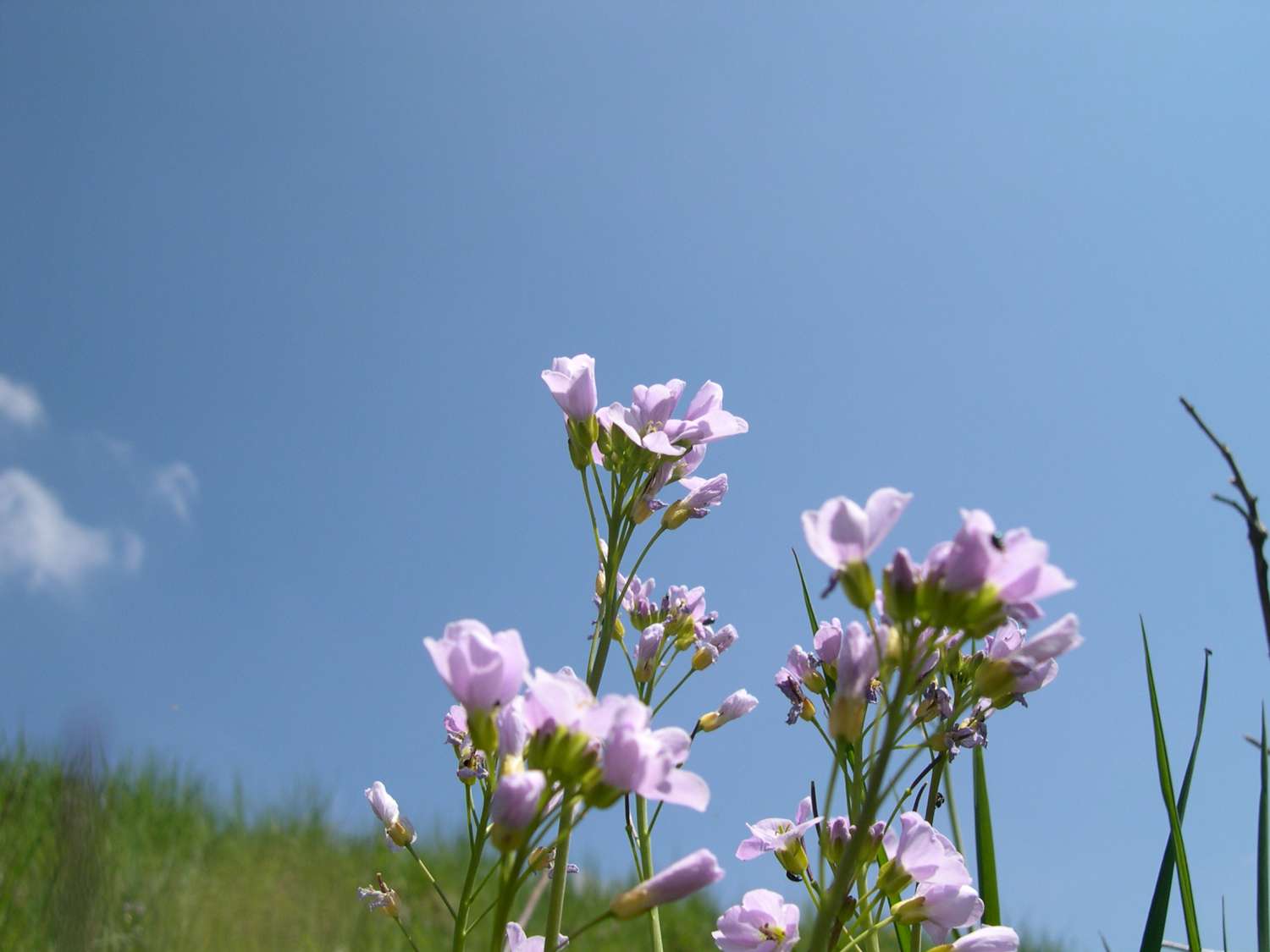Cardamine pratensis L.