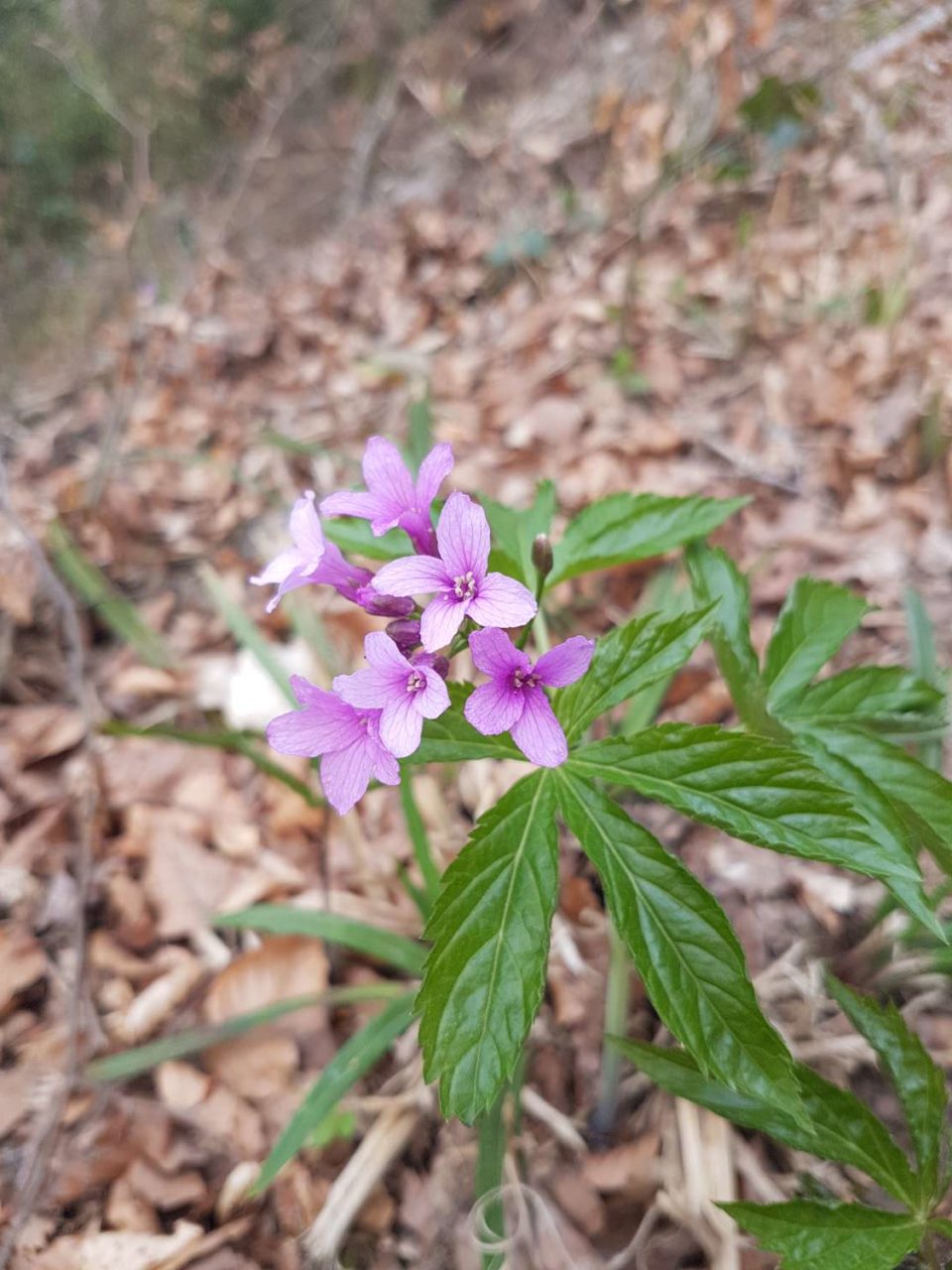 Cardamine pentaphyllos