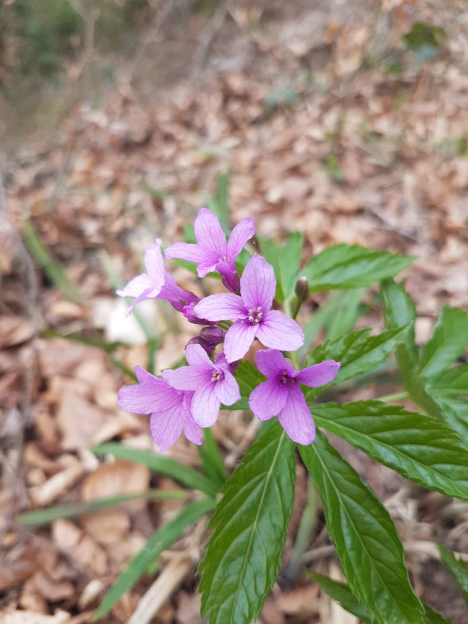 Cardamine pentaphyllos