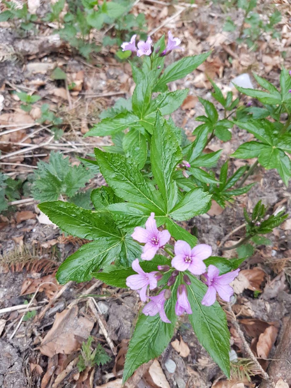 Cardamine pentaphyllos